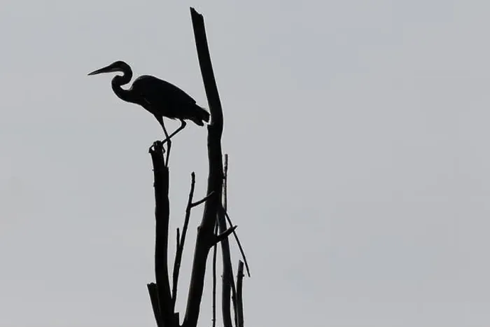 Framed Print : A Great Blue Heron silhouetted perched on a dead tree over a pond in Southwestern Ontario, Canada Framed Print : A Great Blue Heron silhouetted perched on a dead tree over a pond in Southwestern Ontario, Canada