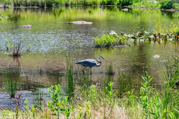 Framed Print : Great Blue Heron Spots a Fish, Gettysburg PA USA Framed Print : Great Blue Heron Spots a Fish, Gettysburg PA USA