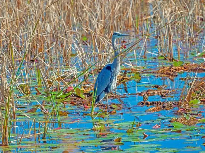 Framed Print : A Great Blue Heron Standing in Colorful Wetlands in the St Marks National Wildlife Refuge in Florida Framed Print : A Great Blue Heron Standing in Colorful Wetlands in the St Marks National Wildlife Refuge in Florida