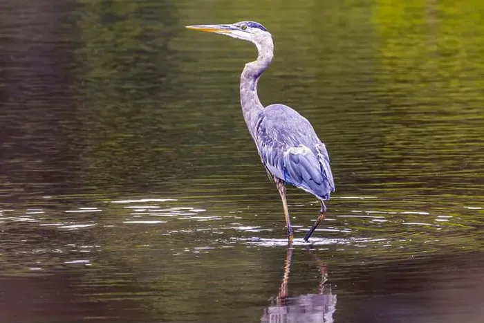 Framed Print : A great blue heron standing in a river with fall colors reflected in the water on an early morning in September Framed Print : A great blue heron standing in a river with fall colors reflected in the water on an early morning in September