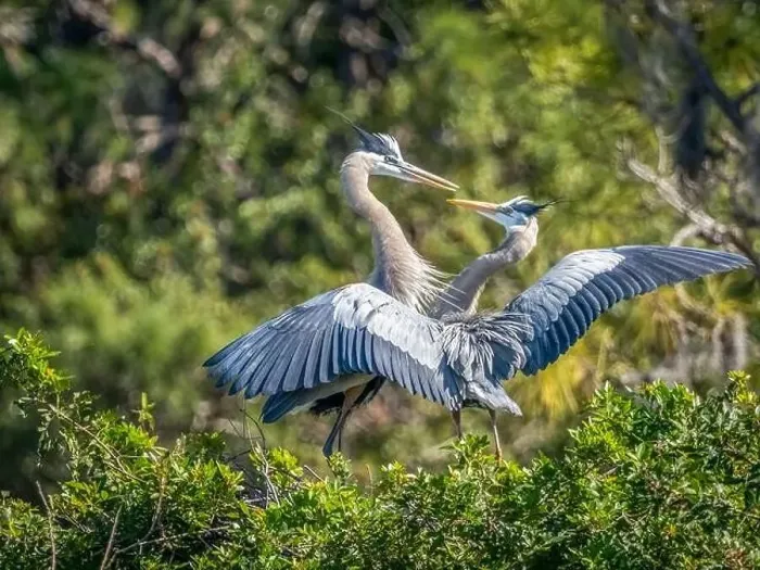 Framed Print : Two Great Blue Herons interacting with each other at the Venice Audubon Bird Rookery in venice Florida USA Framed Print : Two Great Blue Herons interacting with each other at the Venice Audubon Bird Rookery in venice Florida USA