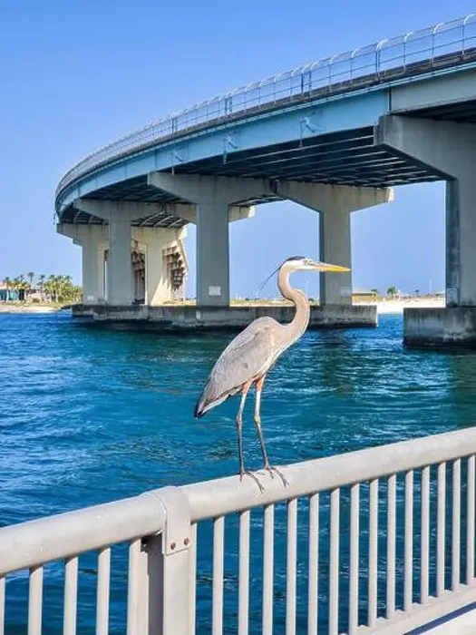 Framed Print : Great Blue Herons at Perdido Pass in Orange Beach, Alabama Framed Print : Great Blue Herons at Perdido Pass in Orange Beach, Alabama