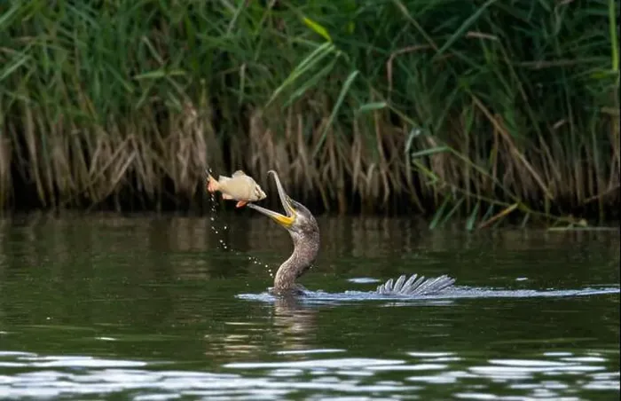 Framed Print : Great cormorant (phalacrocorax carbo) catching a fish on the River Bure in Norfolk Broads Framed Print : Great cormorant (phalacrocorax carbo) catching a fish on the River Bure in Norfolk Broads