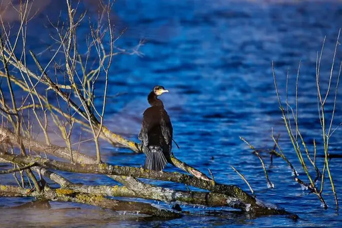 Framed Print : A great cormorant (Phalacrocorax carbo) sitting on a branch above clear blue water