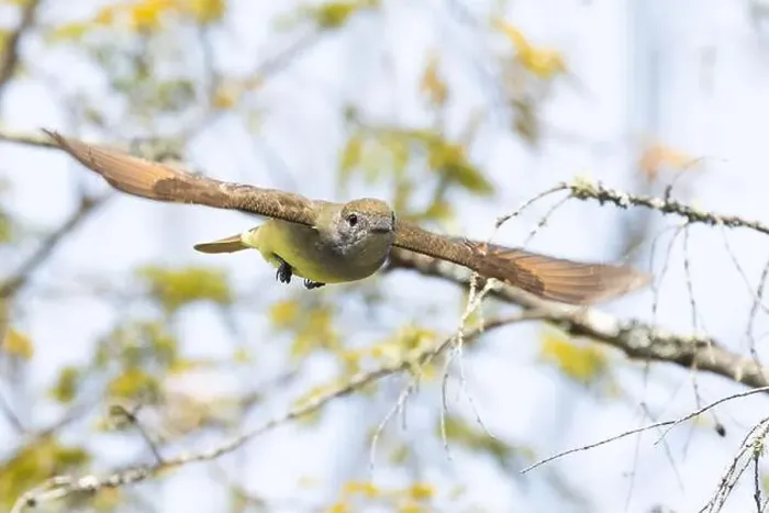 Framed Print : great crested flycatcher in flight Framed Print : great crested flycatcher in flight