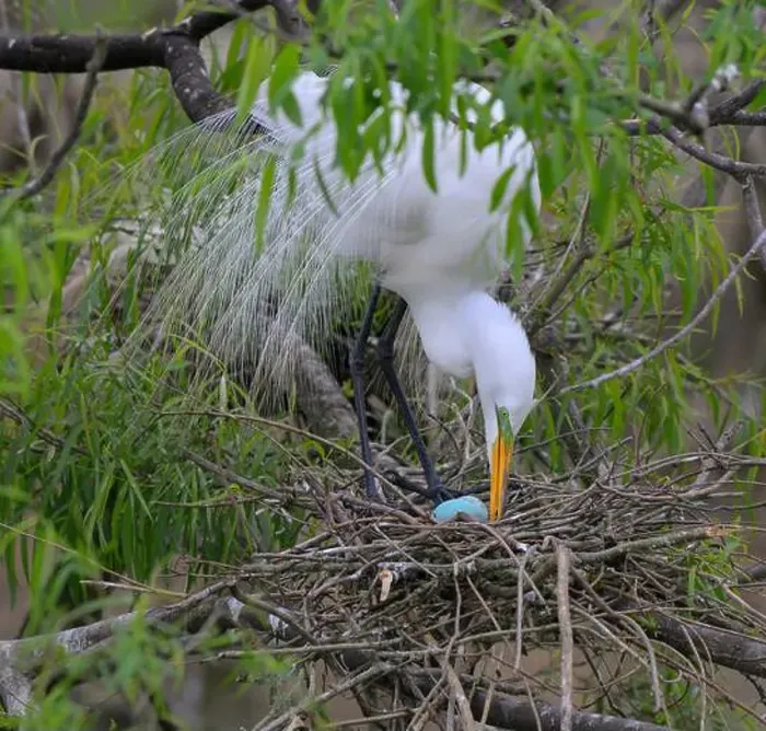 Framed Print : Great egret (Ardea alba) in breeding plumage turning eggs in the nest, High Island, Texas, USA Framed Print : Great egret (Ardea alba) in breeding plumage turning eggs in the nest, High Island, Texas, USA