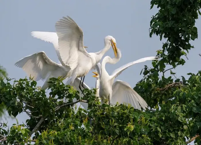 Framed Print : Great egret (Ardea alba) feeding fledglings in a tree, Houston area, Texas, USA Framed Print : Great egret (Ardea alba) feeding fledglings in a tree, Houston area, Texas, USA
