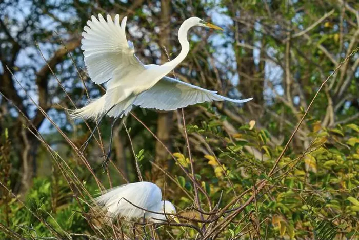 Framed Print : Great Egret (Ardea alba), flying up from the nest Framed Print : Great Egret (Ardea alba), flying up from the nest