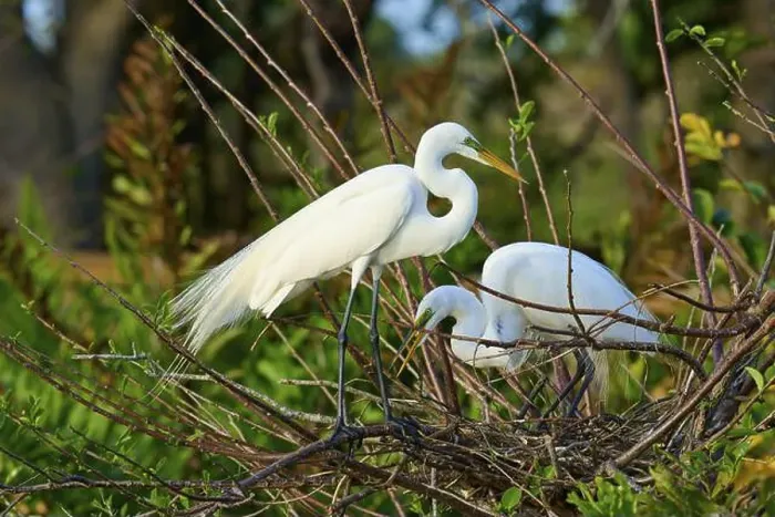 Framed Print : Two Great Egret (Ardea alba), on Nest in springtime, Wakodahatchee Wetlands, Delray Beach, Florida, USA, North America Framed Print : Two Great Egret (Ardea alba), on Nest in springtime, Wakodahatchee Wetlands, Delray Beach, Florida, USA, North America