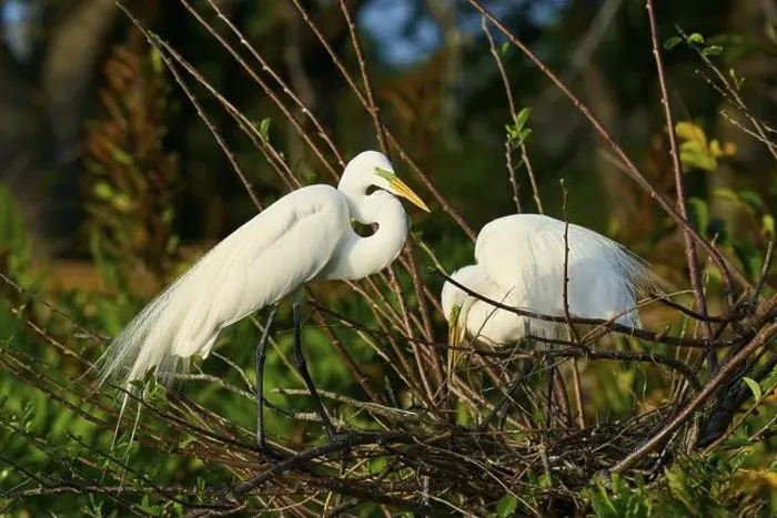 Framed Print : Two Great Egret (Ardea alba), on Nest in springtime, Wakodahatchee Wetlands, Delray Beach, Florida, USA, North America Framed Print : Two Great Egret (Ardea alba), on Nest in springtime, Wakodahatchee Wetlands, Delray Beach, Florida, USA, North America