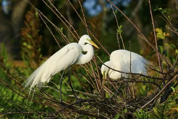 Framed Print : Two Great Egret (Ardea alba), on Nest in springtime, Wakodahatchee Wetlands, Delray Beach, Florida, USA, North America Framed Print : Two Great Egret (Ardea alba), on Nest in springtime, Wakodahatchee Wetlands, Delray Beach, Florida, USA, North America