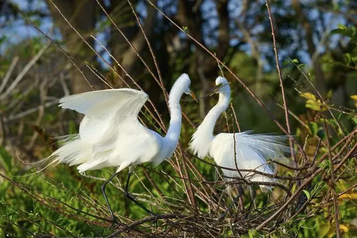 Framed Print : Two Great Egret (Ardea alba), on Nest in springtime, Wakodahatchee Wetlands, Delray Beach, Florida, USA, North America Framed Print : Two Great Egret (Ardea alba), on Nest in springtime, Wakodahatchee Wetlands, Delray Beach, Florida, USA, North America