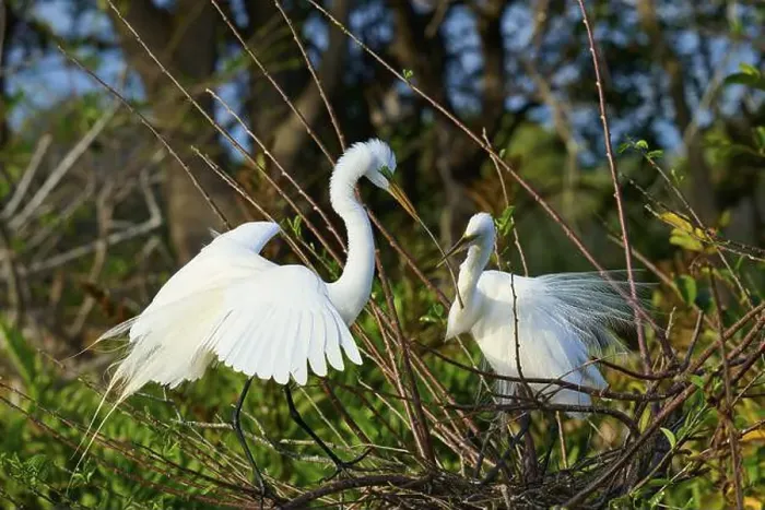 Framed Print : Two Great Egret (Ardea alba), on Nest in springtime, Wakodahatchee Wetlands, Delray Beach, Florida, USA, North America Framed Print : Two Great Egret (Ardea alba), on Nest in springtime, Wakodahatchee Wetlands, Delray Beach, Florida, USA, North America