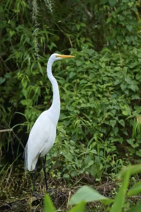 Framed Print : Great Egret (Ardea alba), in the swamp, spring, Everglades National Park, Florida, USA, North America Framed Print : Great Egret (Ardea alba), in the swamp, spring, Everglades National Park, Florida, USA, North America