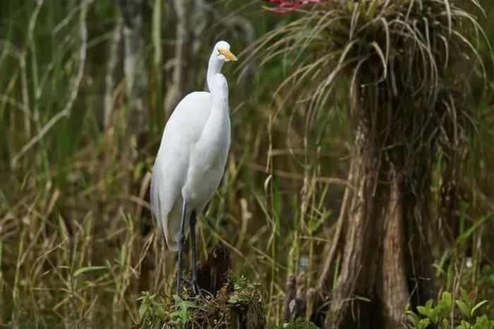 Framed Print : Great Egret (Ardea alba), in the swamp, spring, Everglades National Park, Florida, USA, North America Framed Print : Great Egret (Ardea alba), in the swamp, spring, Everglades National Park, Florida, USA, North America