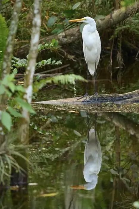 Framed Print : Great Egret (Ardea alba), in the swamp and reflected in the water Spring