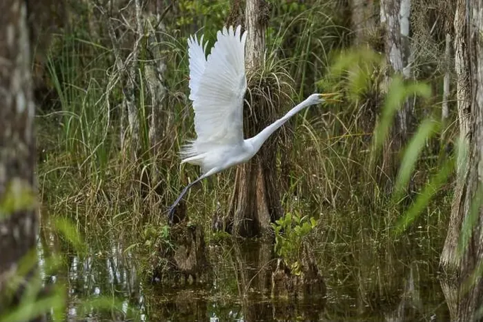 Framed Print : Great Egret (Ardea alba), in the swamp during take-off, spring, Everglades National Park, Florida, USA, North America Framed Print : Great Egret (Ardea alba), in the swamp during take-off, spring, Everglades National Park, Florida, USA, North America