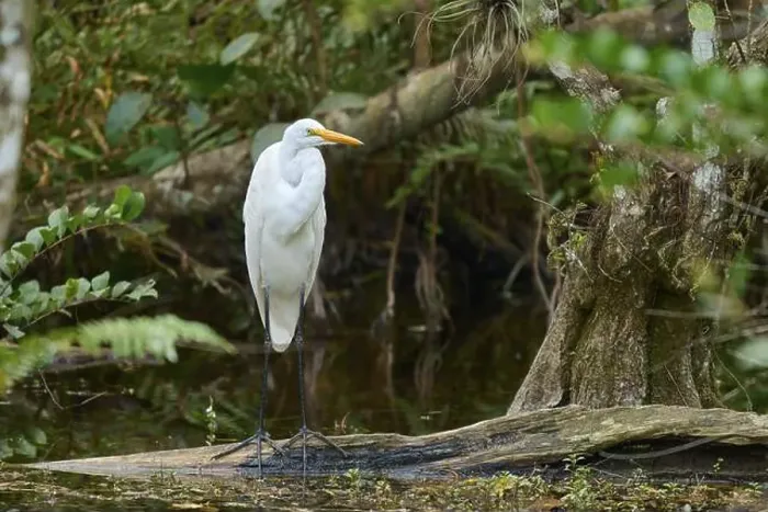 Framed Print : Great Egret (Ardea alba), in the swamp by the water, spring, Everglades National Park, Florida, USA, North America Framed Print : Great Egret (Ardea alba), in the swamp by the water, spring, Everglades National Park, Florida, USA, North America