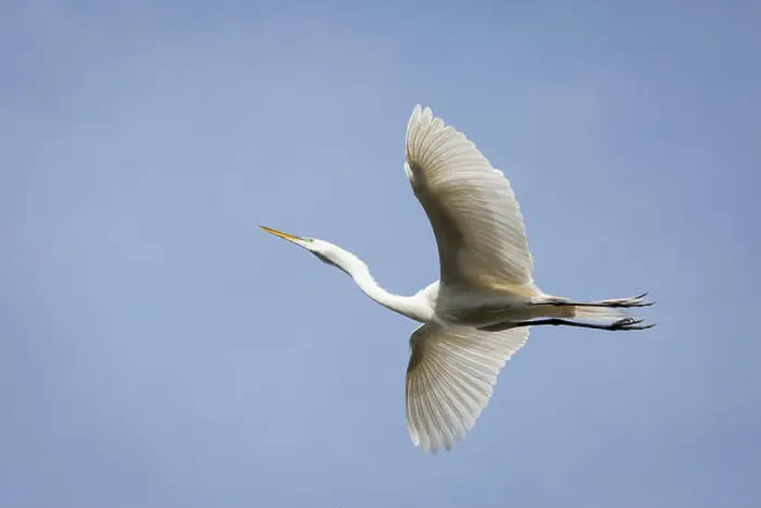 Framed Print : Great egret (Casmerodius albus) in breeding plumage in flight Framed Print : Great egret (Casmerodius albus) in breeding plumage in flight