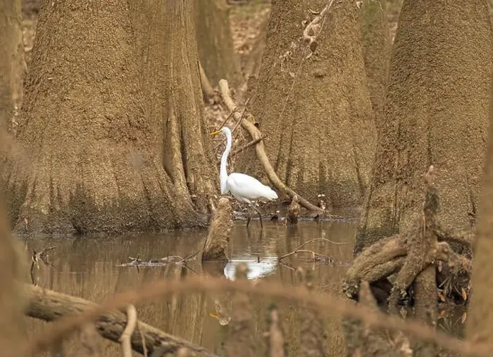 Framed Print : A Great Egret Deep in the Heart of a Bottomland Forest in Congaree National Park in South Carolina Framed Print : A Great Egret Deep in the Heart of a Bottomland Forest in Congaree National Park in South Carolina