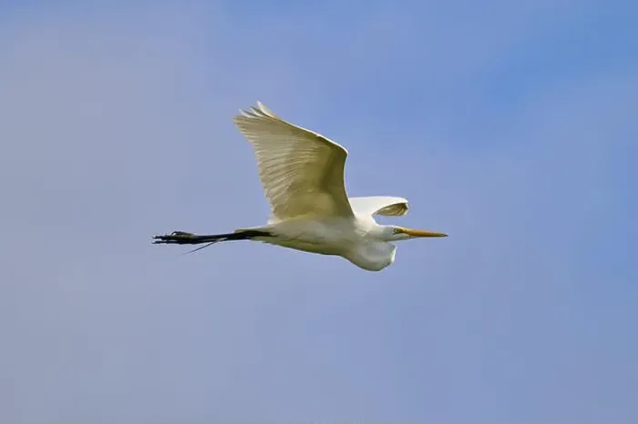 Framed Print : Great Egret (Egretta alba), flying through the air, Black Point Wildlife Drive, Titusville, Florida, USA, North America Framed Print : Great Egret (Egretta alba), flying through the air, Black Point Wildlife Drive, Titusville, Florida, USA, North America