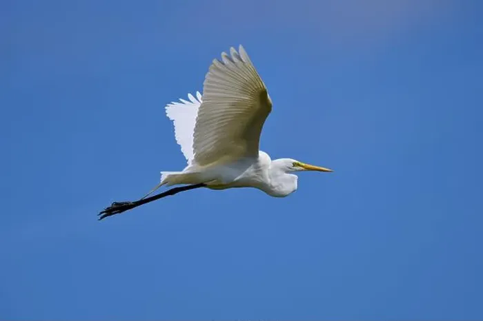 Framed Print : Great Egret (Egretta alba), flying against the blue sky Framed Print : Great Egret (Egretta alba), flying against the blue sky