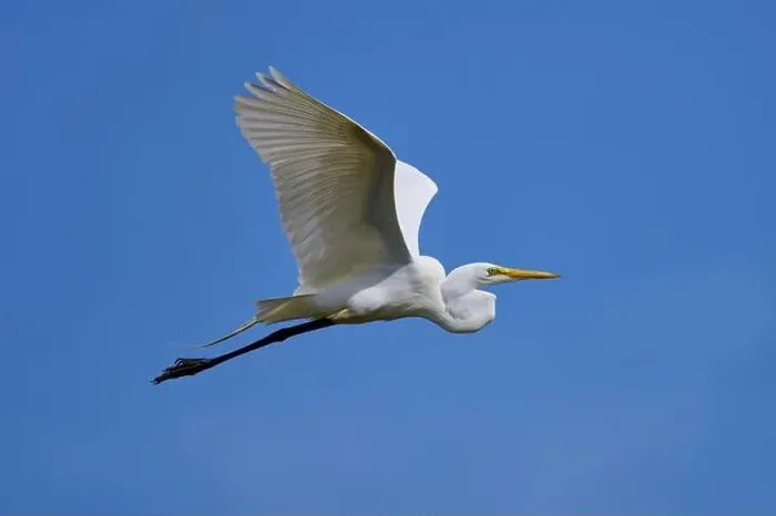 Framed Print : Great Egret (Egretta alba), flying against the blue sky Framed Print : Great Egret (Egretta alba), flying against the blue sky