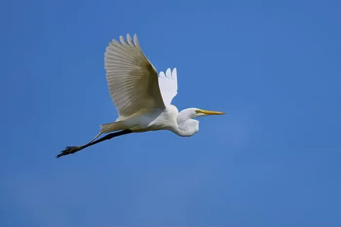 Framed Print : Great Egret (Egretta alba), flying against the blue sky Framed Print : Great Egret (Egretta alba), flying against the blue sky
