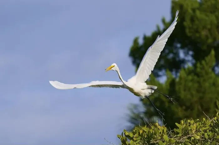 Framed Print : Great Egret (Egretta alba), flying over green trees against the blue sky Framed Print : Great Egret (Egretta alba), flying over green trees against the blue sky