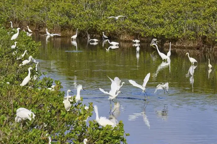 Framed Print : Great Egret (Egretta alba), Great White Egret (Egretta thula) Framed Print : Great Egret (Egretta alba), Great White Egret (Egretta thula)