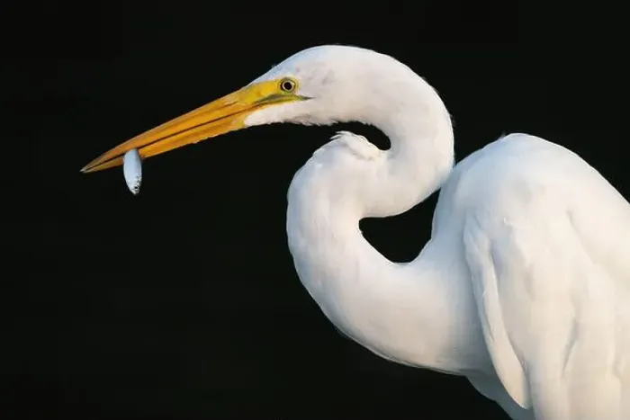 Framed Print : A Great Egret with Fish Framed Print : A Great Egret with Fish