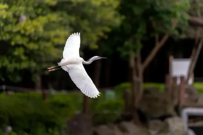 Framed Print : Great egret in flight, wings wide open, park in Taiwan Framed Print : Great egret in flight, wings wide open, park in Taiwan