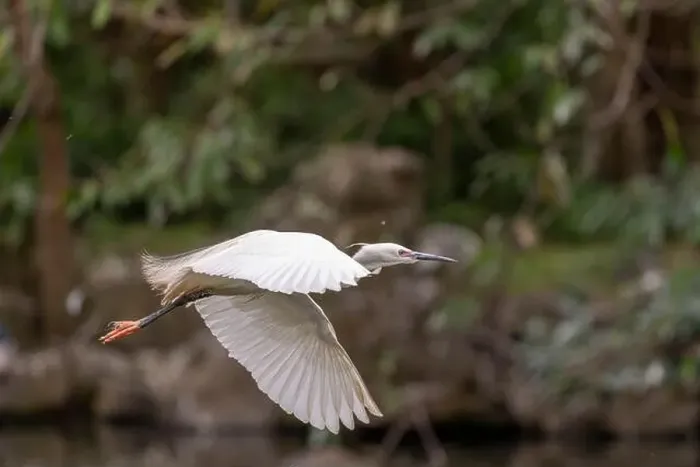 Framed Print : Great egret in flight, wings wide open, park in Taiwan Framed Print : Great egret in flight, wings wide open, park in Taiwan