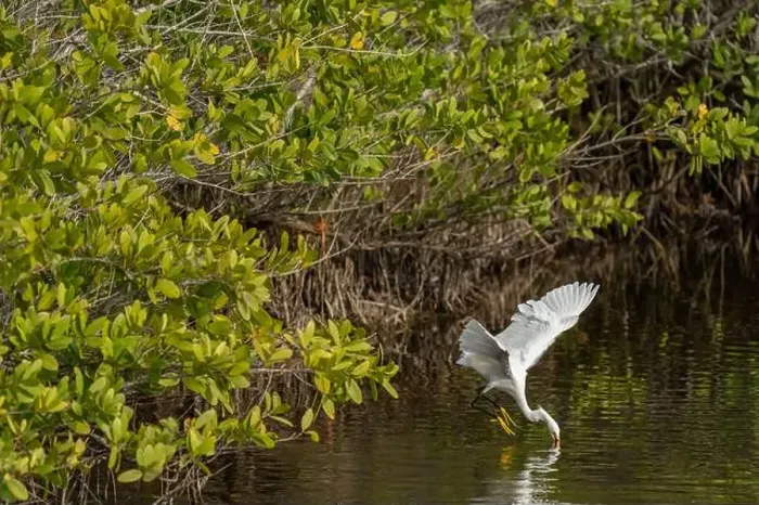 Framed Print : Great Egret, Merritt Island National Wildlife Refuge, Florida Framed Print : Great Egret, Merritt Island National Wildlife Refuge, Florida