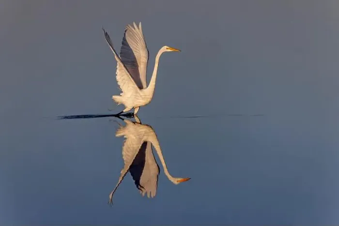 Framed Print : Great egret reflection on still water while fishing, Merritt Island National Wildlife Refuge, Florida Framed Print : Great egret reflection on still water while fishing, Merritt Island National Wildlife Refuge, Florida