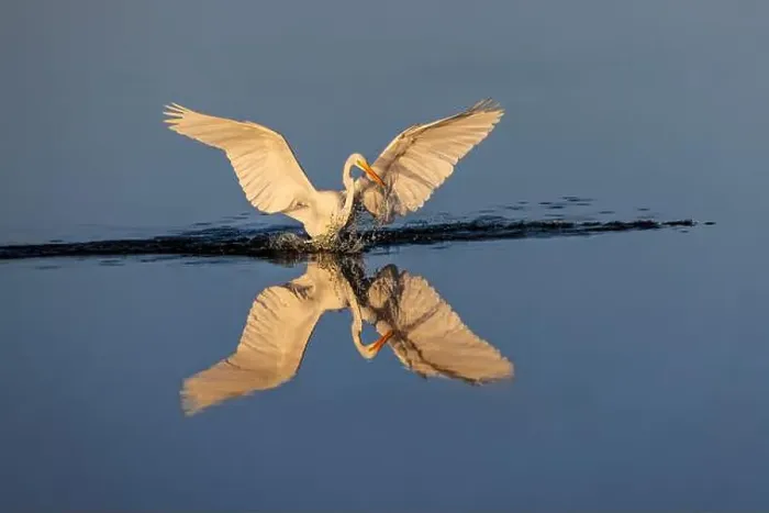 Framed Print : Great egret reflection on still water while fishing, Merritt Island National Wildlife Refuge, Florida Framed Print : Great egret reflection on still water while fishing, Merritt Island National Wildlife Refuge, Florida