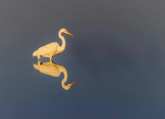 Framed Print : Great egret reflection on still water while fishing, Merritt Island National Wildlife Refuge, Florida Framed Print : Great egret reflection on still water while fishing, Merritt Island National Wildlife Refuge, Florida