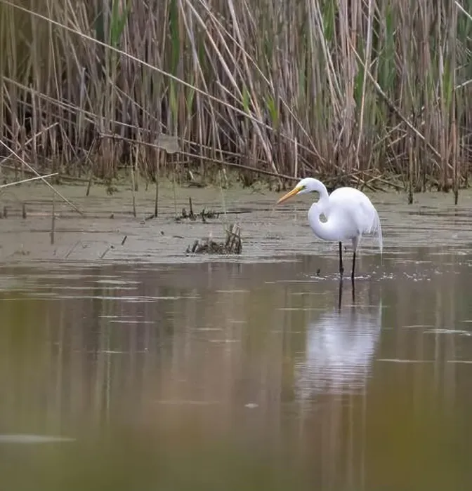 Framed Print : Great Egret wading in a marsh habitat in Amherstburg Ontario in spring