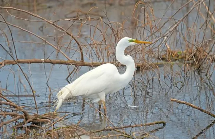 Framed Print : Great Egret in a Wetland Pond in Brazos Bend State Park in Texas Framed Print : Great Egret in a Wetland Pond in Brazos Bend State Park in Texas