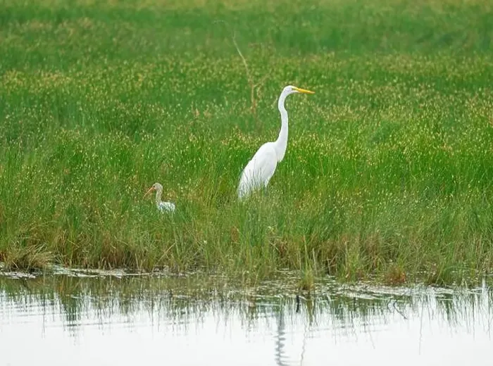 Framed Print : Great Egret and a White Ibis in Wetland Grasses in SWanta Ana National Wildlife Refuge in Texas Framed Print : Great Egret and a White Ibis in Wetland Grasses in SWanta Ana National Wildlife Refuge in Texas