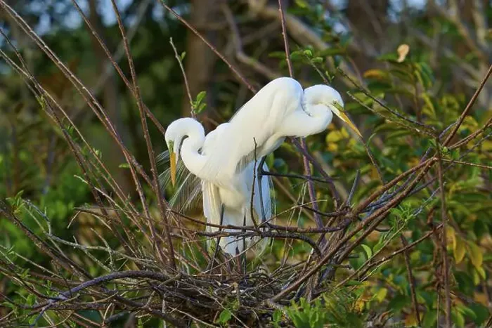 Framed Print : Two great egrets (Ardea alba), in nest, spring, Wakodahatchee Wetlands, Delray Beach, Florida, USA, North America Framed Print : Two great egrets (Ardea alba), in nest, spring, Wakodahatchee Wetlands, Delray Beach, Florida, USA, North America