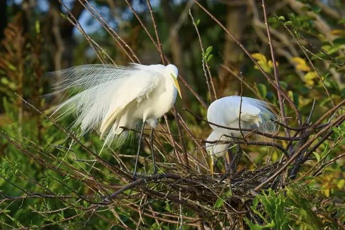 Framed Print : Two great egrets (Ardea alba), in nest, spring, Wakodahatchee Wetlands, Delray Beach, Florida, USA, North America Framed Print : Two great egrets (Ardea alba), in nest, spring, Wakodahatchee Wetlands, Delray Beach, Florida, USA, North America