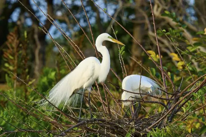 Framed Print : Two great egrets (Ardea alba), in nest, spring, Wakodahatchee Wetlands, Delray Beach, Florida, USA, North America Framed Print : Two great egrets (Ardea alba), in nest, spring, Wakodahatchee Wetlands, Delray Beach, Florida, USA, North America