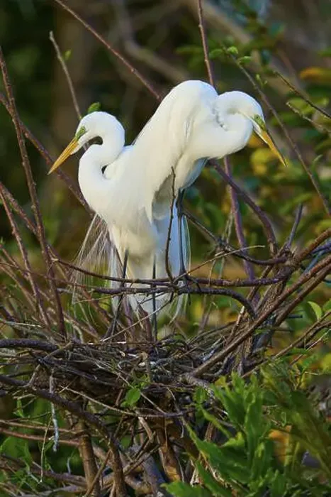 Framed Print : Two great egrets (Ardea alba), in nest, spring, Wakodahatchee Wetlands, Delray Beach, Florida, USA, North America Framed Print : Two great egrets (Ardea alba), in nest, spring, Wakodahatchee Wetlands, Delray Beach, Florida, USA, North America