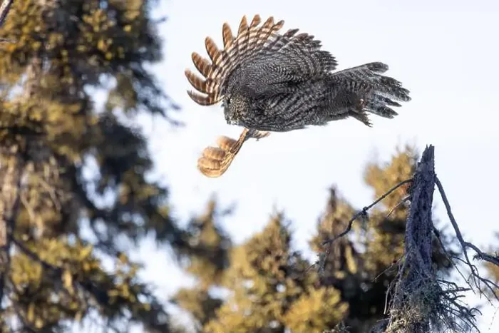 Framed Print : A Great gray owl (Strix nebulosa) on the hunt in the Boreal forest of Northern Saskatchewan, Canada Framed Print : A Great gray owl (Strix nebulosa) on the hunt in the Boreal forest of Northern Saskatchewan, Canada