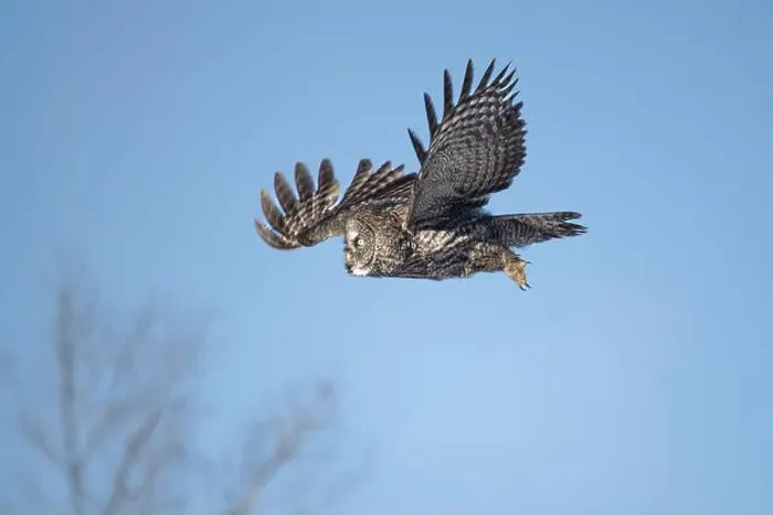 Framed Print : A Great gray owl (Strix nebulosa) on the hunt in the Boreal forest of Northern Saskatchewan, Canada