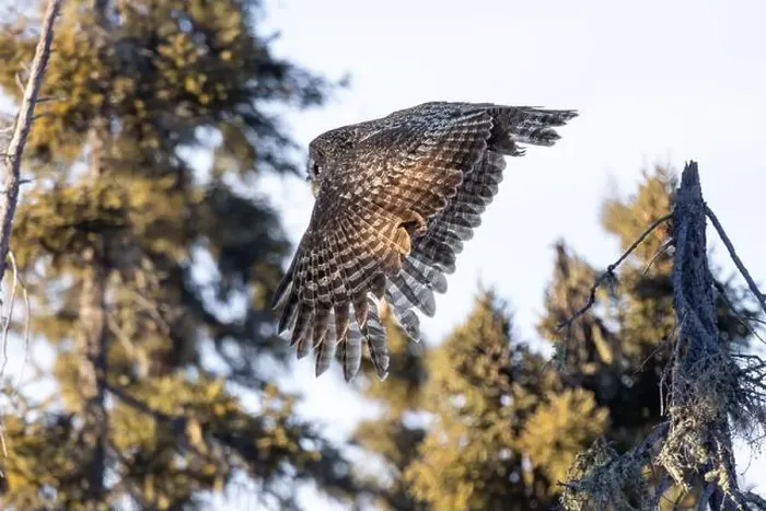 Framed Print : A Great gray owl (Strix nebulosa) on the hunt in the Boreal forest of Northern Saskatchewan, Canada Framed Print : A Great gray owl (Strix nebulosa) on the hunt in the Boreal forest of Northern Saskatchewan, Canada