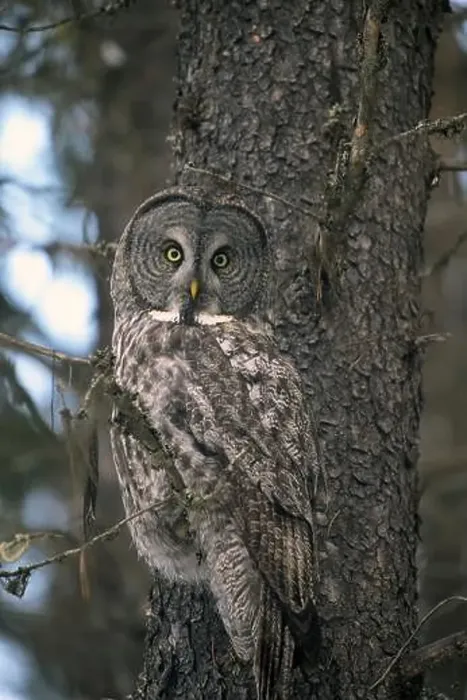 Framed Print : Great gray owl (Strix nebulosa) in a lodepole pine in late fall. Yaak Valley, northwest Montana Framed Print : Great gray owl (Strix nebulosa) in a lodepole pine in late fall. Yaak Valley, northwest Montana