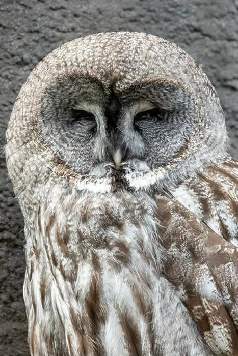 Framed Print : Great grey owl feeds on small mammals. Commonly found in the boreal forests of North America and Eurasia Framed Print : Great grey owl feeds on small mammals. Commonly found in the boreal forests of North America and Eurasia