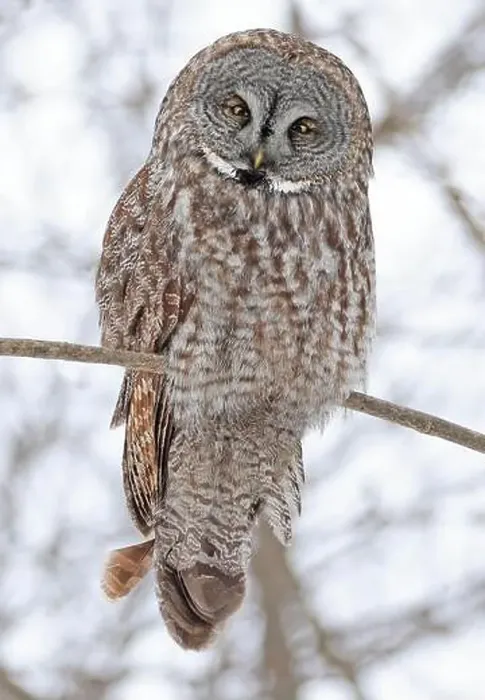 Framed Print : Great Grey Owl sitting on a tree branch in the forest, Quebec, Canada Framed Print : Great Grey Owl sitting on a tree branch in the forest, Quebec, Canada